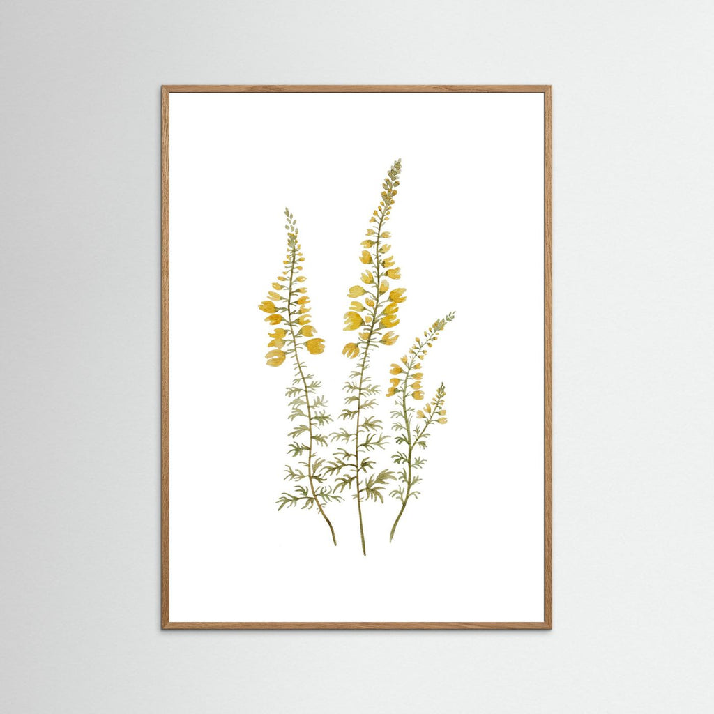 Lupine Poster