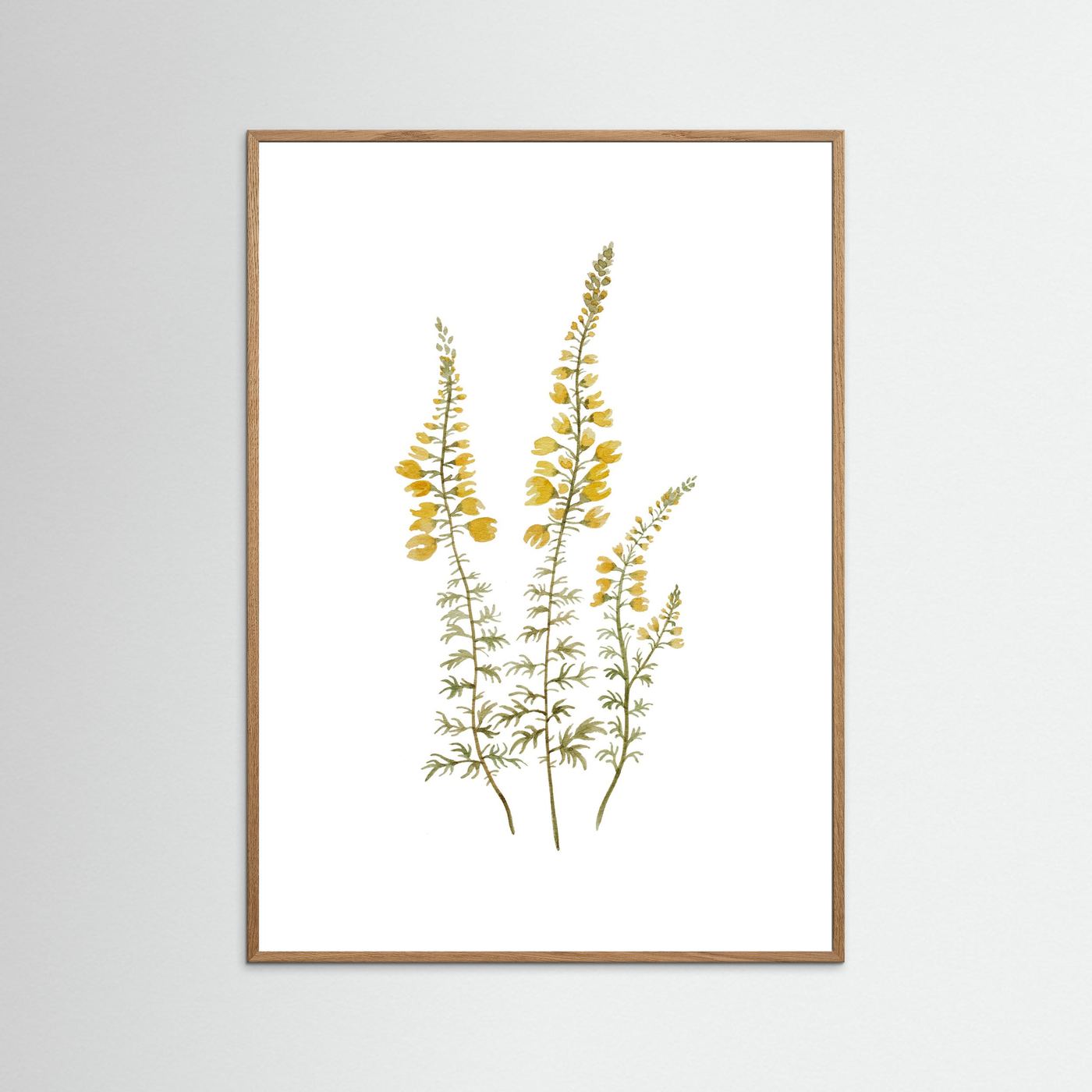 Lupine Poster