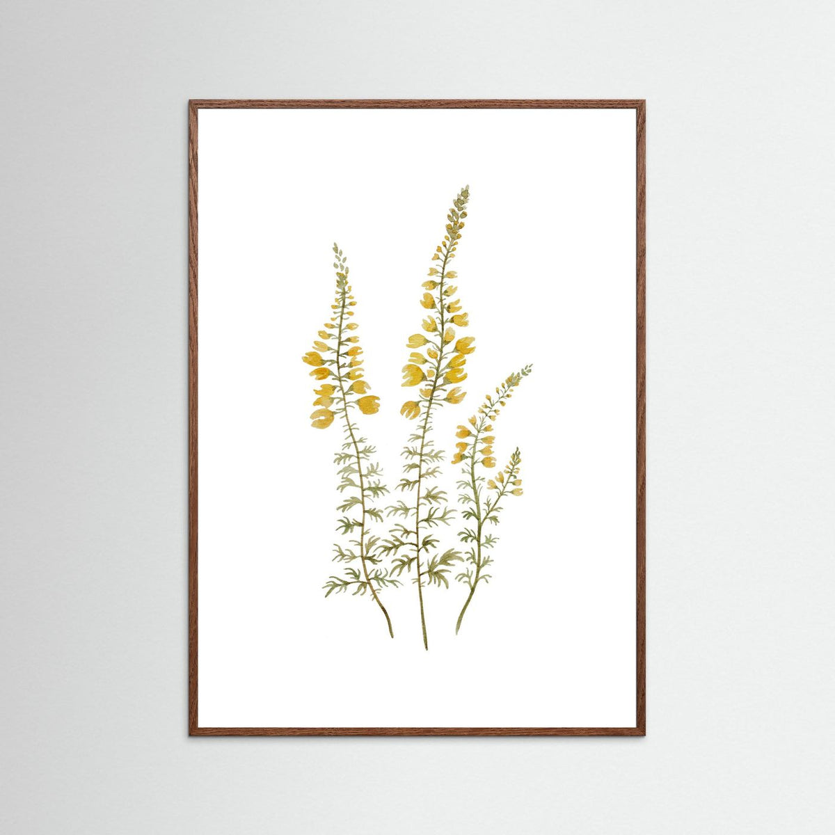 Lupine Poster