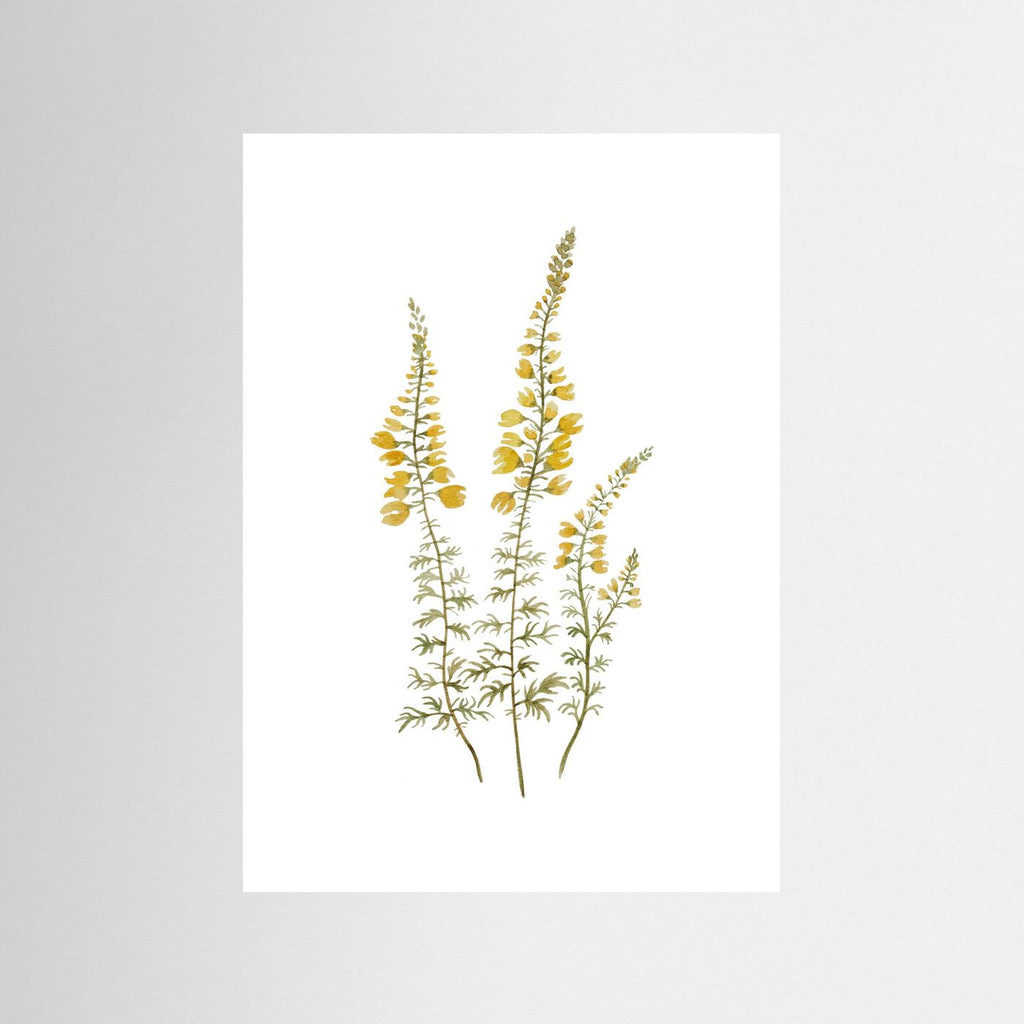 Lupine Poster