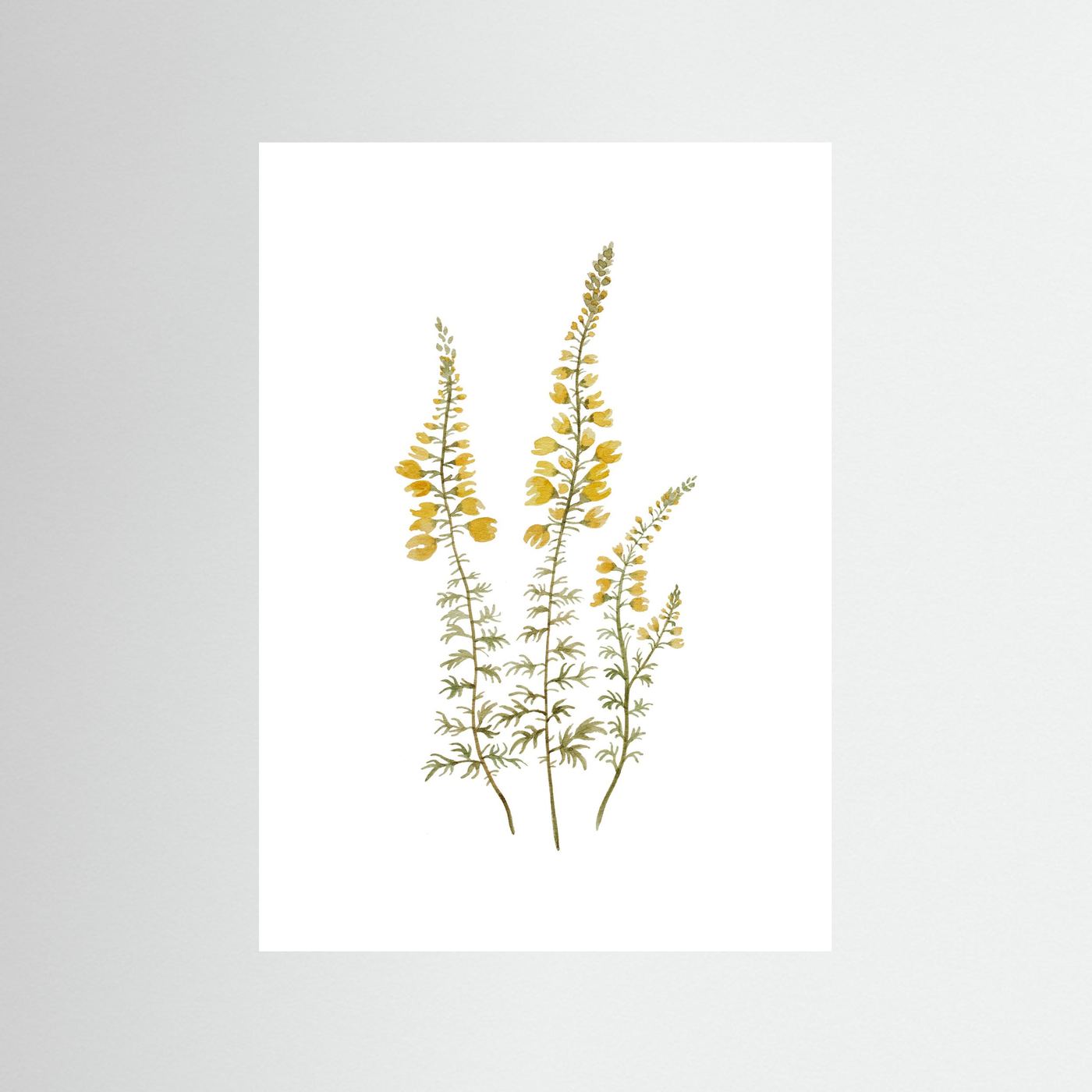 Lupine Poster